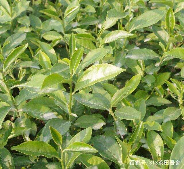 台湾乌龙茶系列之乌龙品种