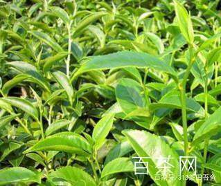 台湾乌龙茶系列之乌龙品种