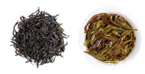 凤凰单枞（丛）茶，茶友不可不知的茶中极品