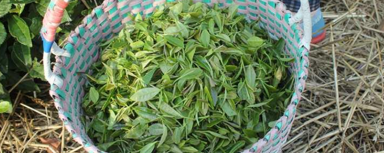 日照绿茶多少钱一斤 日照绿茶价格