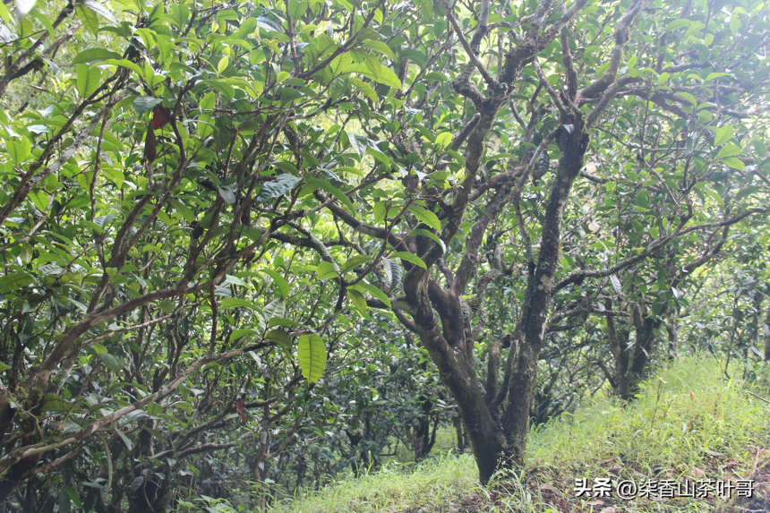 我的家在澜沧江边上，西南边陲的小城，还有家里的那片古茶树
