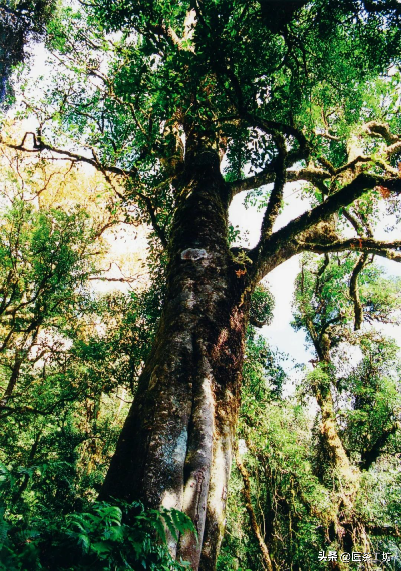 千家寨丨世外桃源——成就基尼斯认证的世界最大古茶树