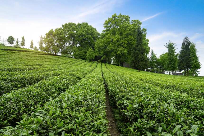 神农尝的是什么茶？各地的茶树是怎么来的？