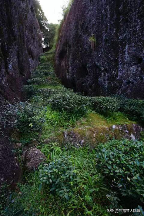 细数武夷山著名的十大山场和品种你知多少？（2）