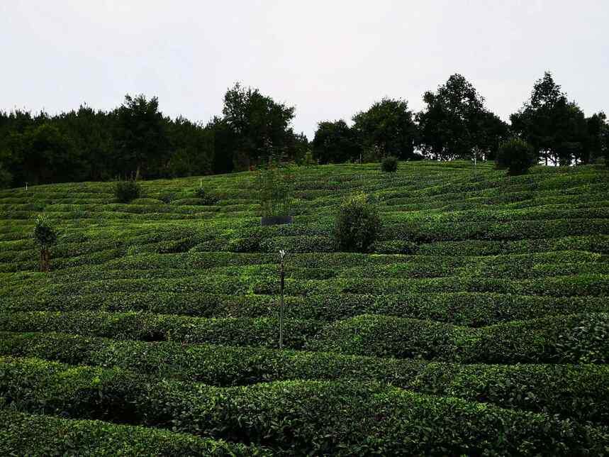 世界四大红茶，中国有它榜上有名