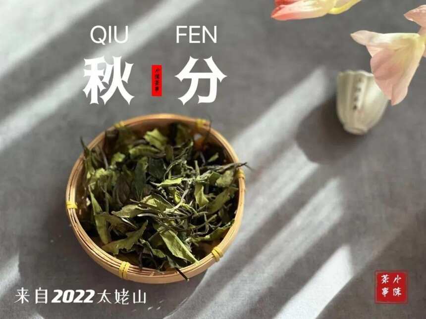 清新、爽冽、甘甜、淳和，2022年首款秋白茶孕育了秋之风华