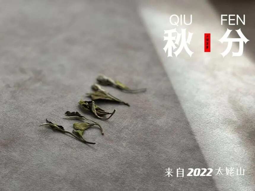清新、爽冽、甘甜、淳和，2022年首款秋白茶孕育了秋之风华