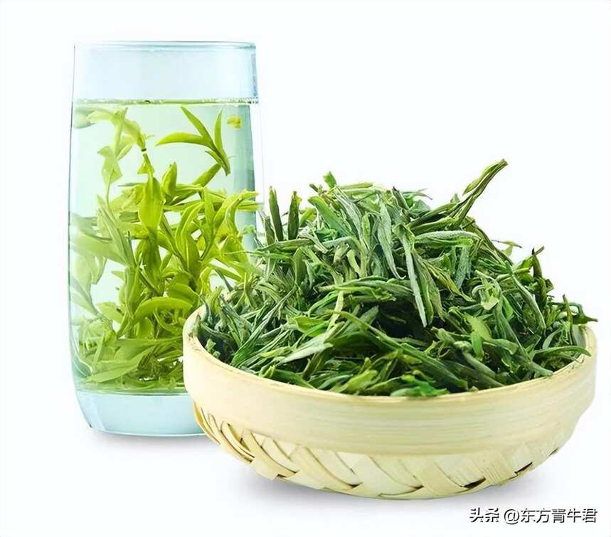 正说中国茶：能称为国家品种的茶树有哪些？适制什么茶？