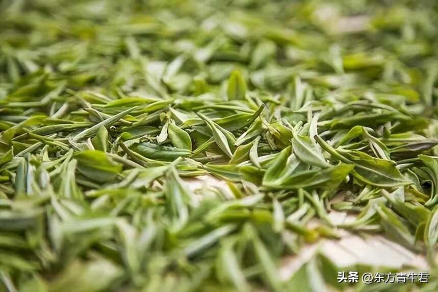 正说中国茶：能称为国家品种的茶树有哪些？适制什么茶？
