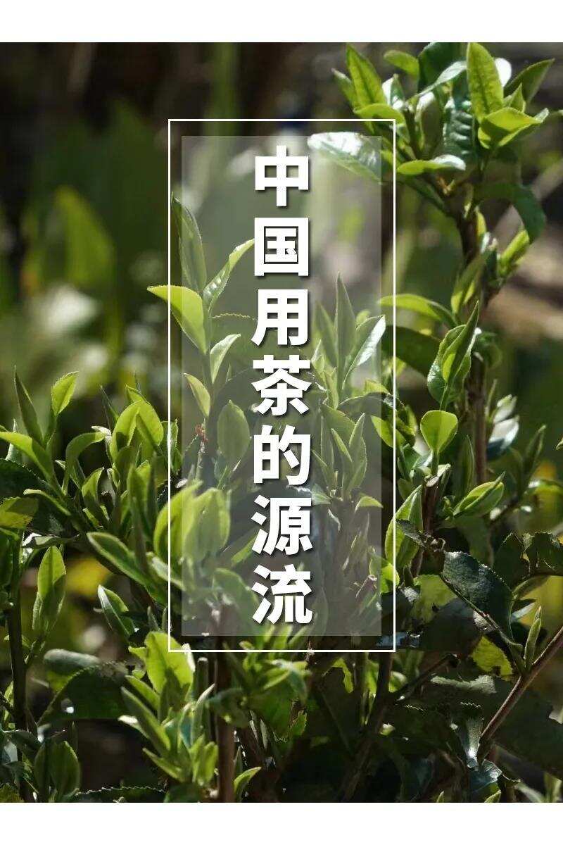 每天一个茶知识 | 01 |中国用茶的源流