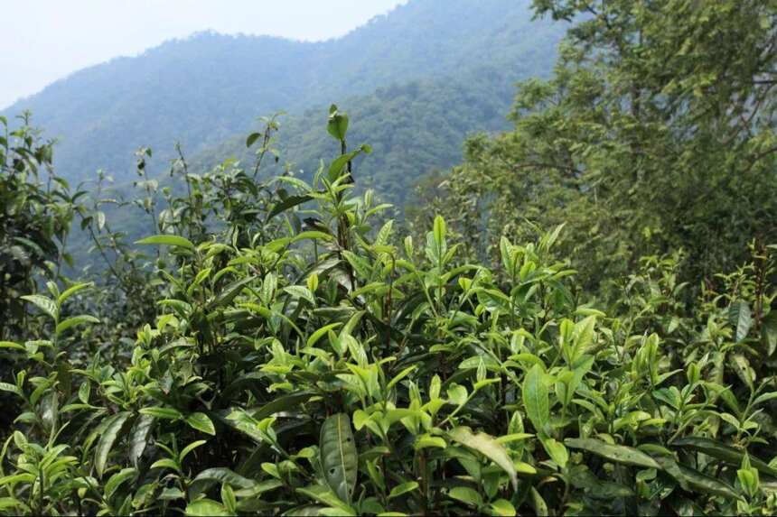 云南普洱山头茶 | 易武“野韵之王”，即将绝版的森林茶——茶王树