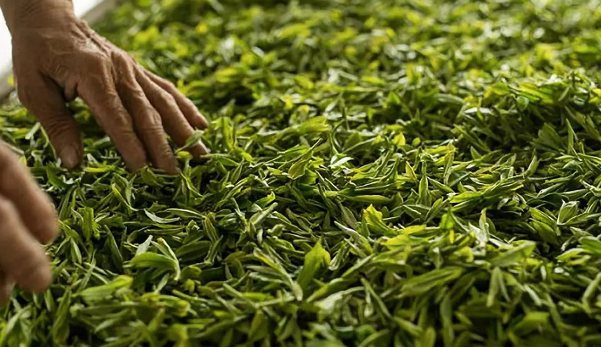 对于白茶制作工艺，你能了解多少？