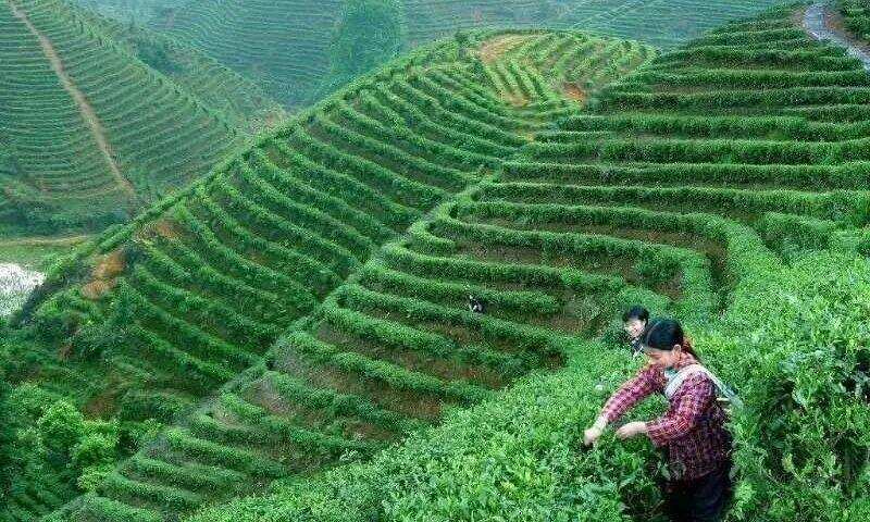 中国茶文化的形成、发展及影响