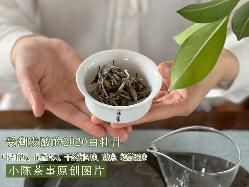 长期储存白茶，很多茶客都会陷入的“大误区”，让你的好茶变烂茶