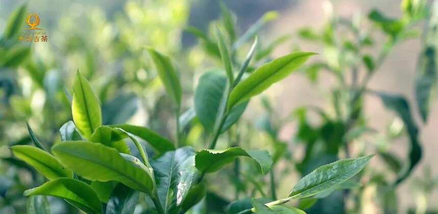 树龄是如何影响茶叶口感的？
