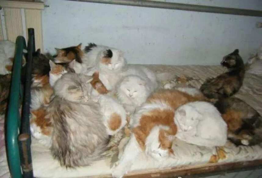 这位独居老人，家里养了一群猫……