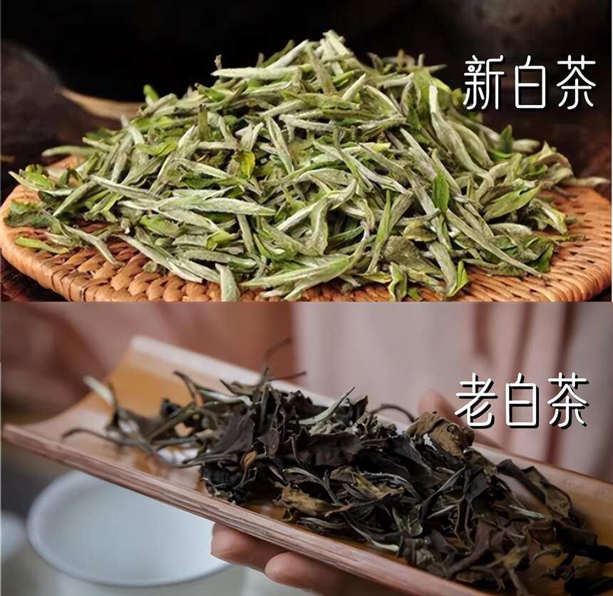 白茶丨什么是白茶，白茶的初级小干货