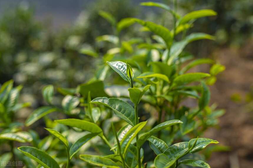 普洱茶的芽头越多越好吗？