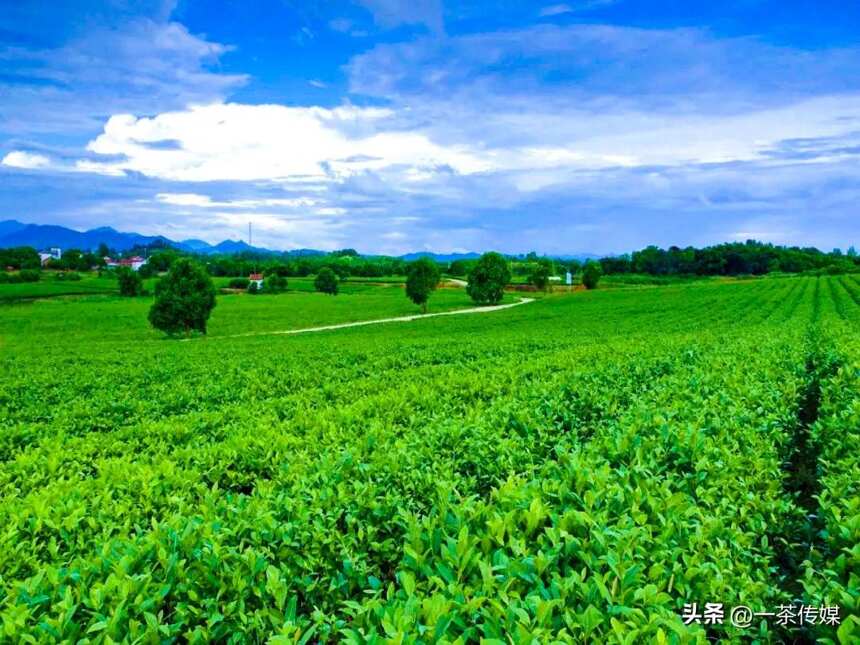 中国唯一以“茶”命名的县，你知道是哪个吗？