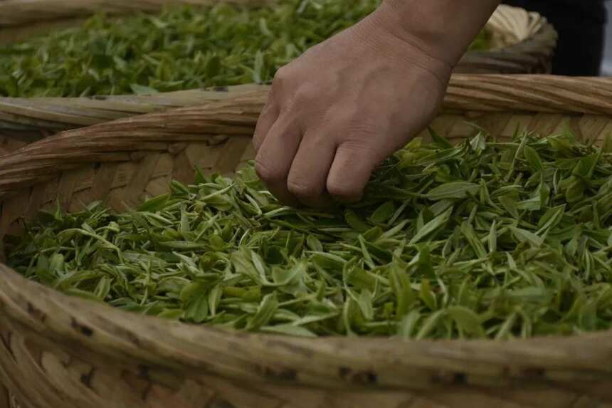 白茶丨简单的工艺，复杂的工序，方才成就了品质