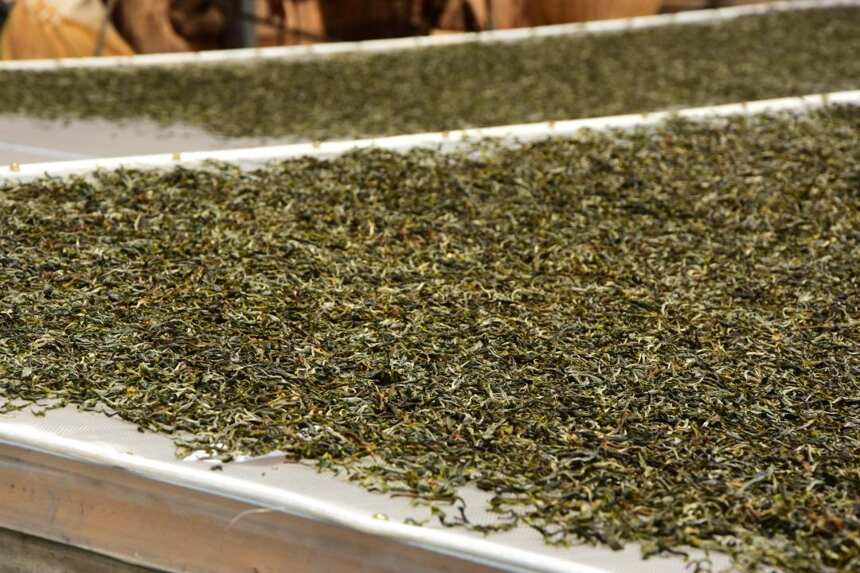 茶界大师语出惊人：老夫研发的新工艺，可以吊打整个普洱茶界