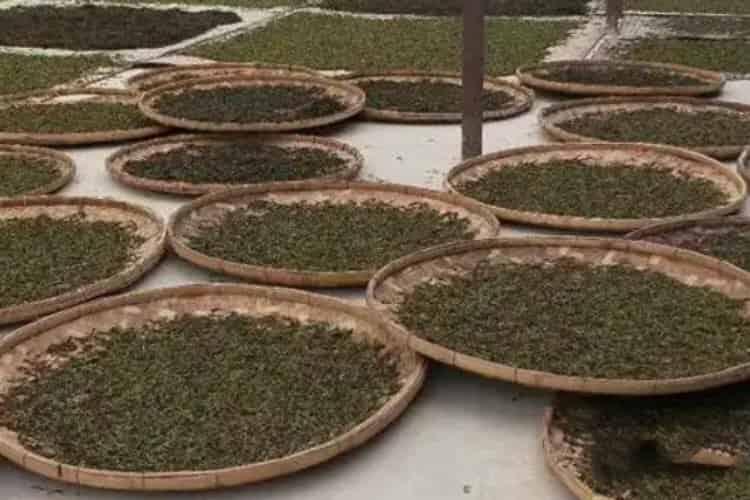 普洱茶制作工艺流程_普洱茶制作的步骤是什么
