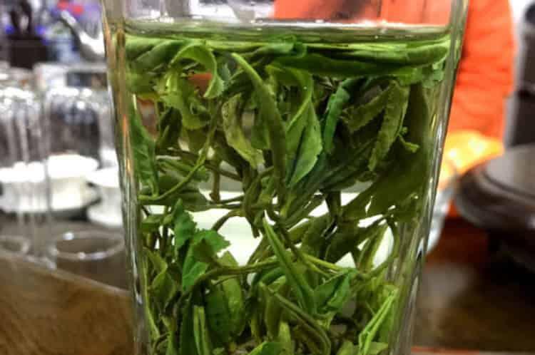 黄山野茶属于什么黄山野茶是什么品种？