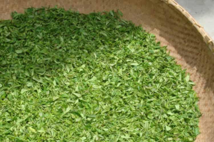 绿茶制作工艺流程