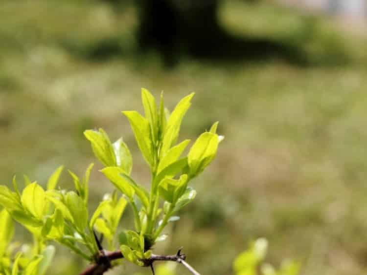 茶叶种植几年可以采摘_茶树苗的种植与管理