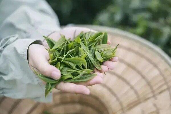 谷雨茶和明前茶区别_谷雨茶和明前茶有哪些不同之处