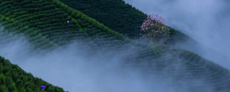高山云雾茶属于什么茶