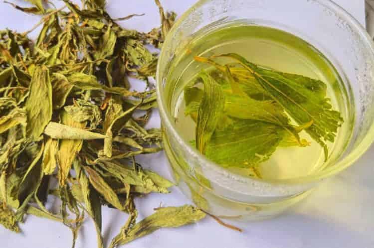 甜菊叶茶的功效与作用_喝甜菊叶茶有什么好处？