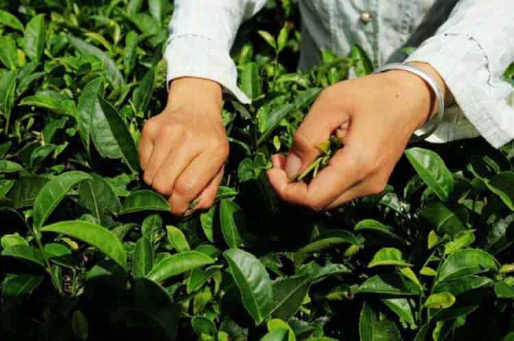 采茶的方法与步骤_如何正确采摘茶叶？