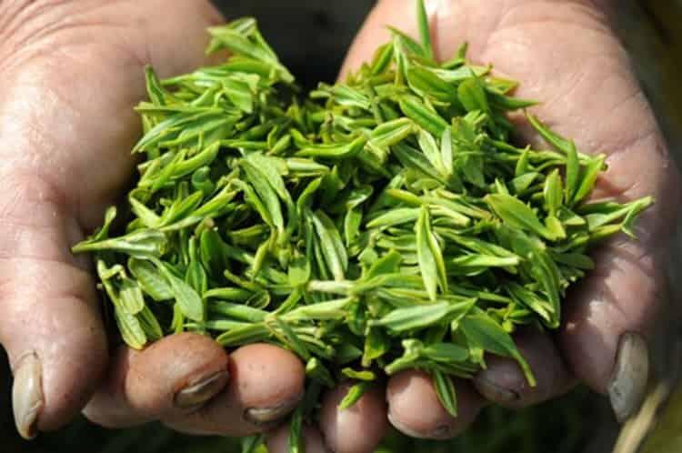 专门卖茶叶的平台_网上卖茶叶哪个平台好？