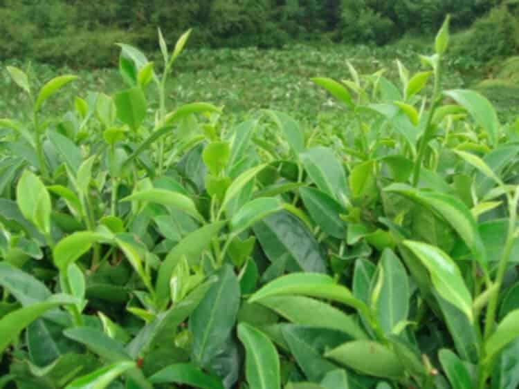 茶叶种植几年可以采摘_茶树苗的种植与管理