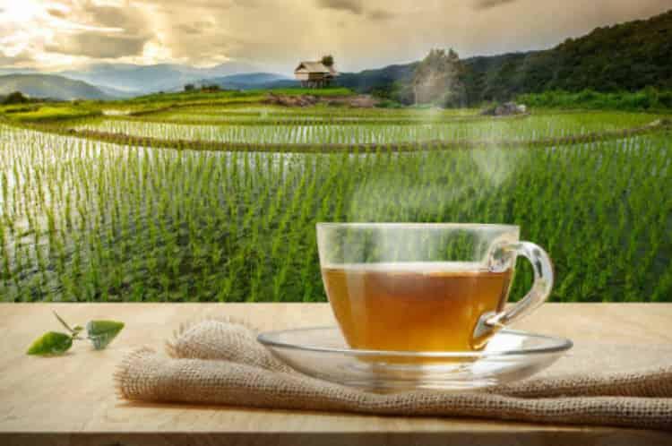 中国十大名茶是哪十种_龙井茶/铁观音等