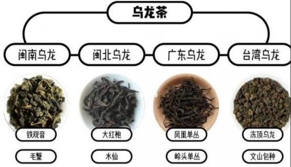 乌龙茶属于什么茶？青茶(因特殊的半发酵制作工序而得名)