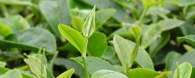 茶叶种植条件有哪些（土壤、雨量、阳光、温度和地形）