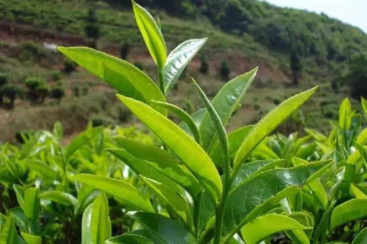 峨眉山的名茶有哪几种_盘点四种峨眉山的茶叶品种