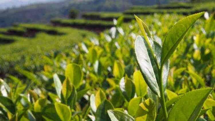 漳平水仙茶主要产自哪里？