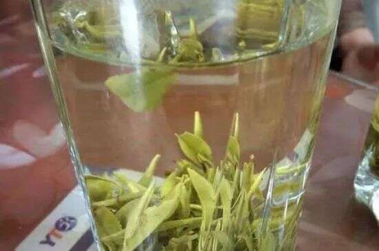 霍山黄芽茶属于什么茶