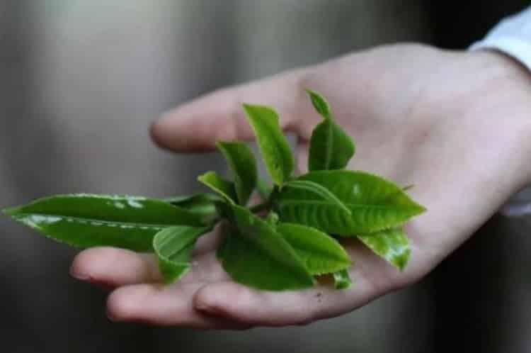 农药大全茶叶专用_茶叶打的农药一般是哪些？