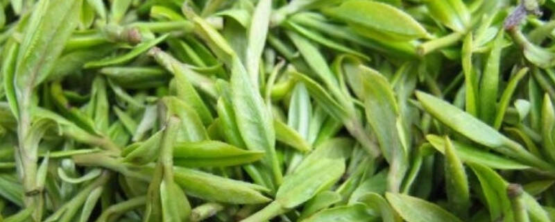 广东绿茶有哪些品种