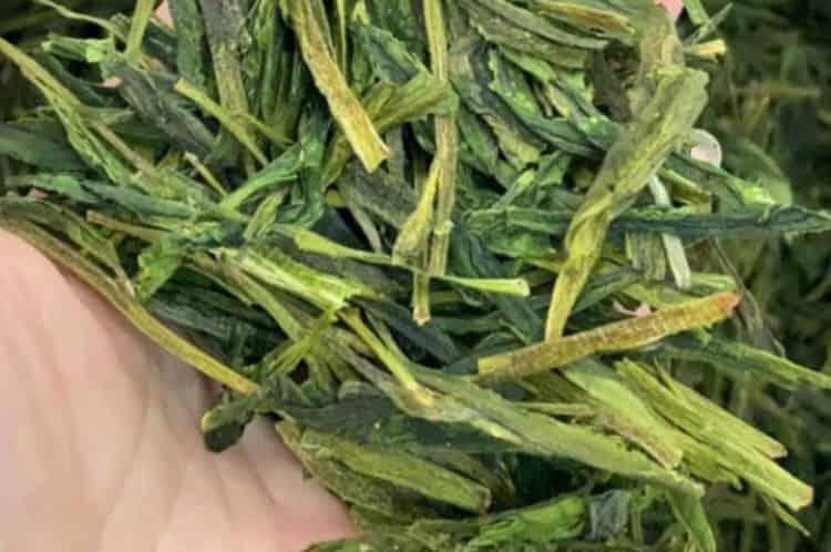 10亩茶叶利润有多少_种植茶叶一亩收入多少