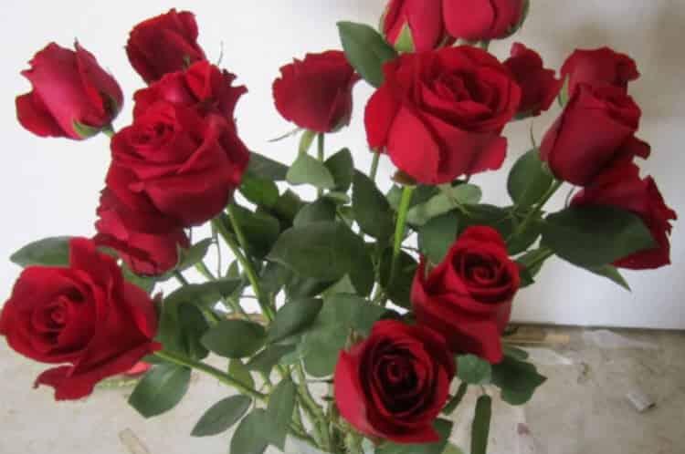 26种常见玫瑰花品种_红玫瑰种类