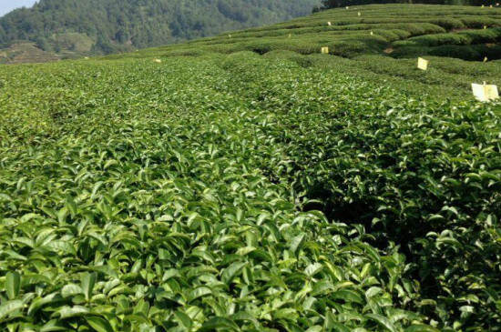 广东绿茶有哪些品种