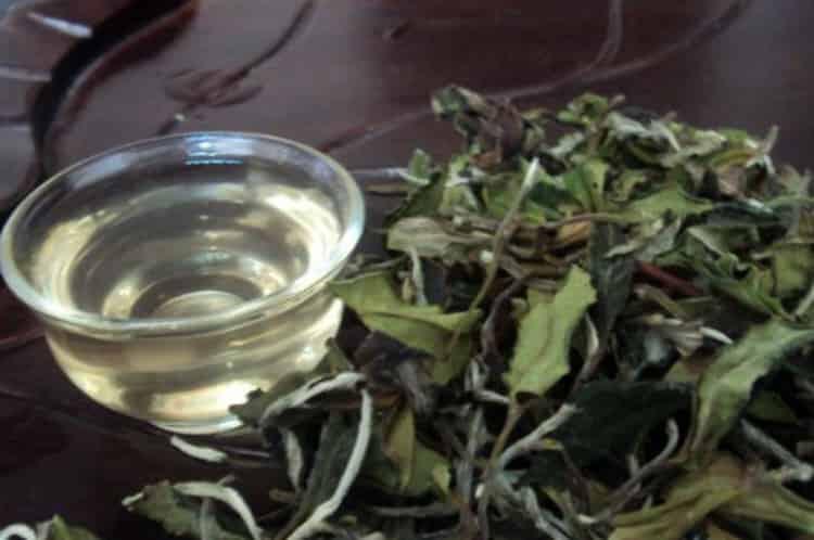 桃石尖白茶要多少钱一斤_磐安桃石尖白茶价格