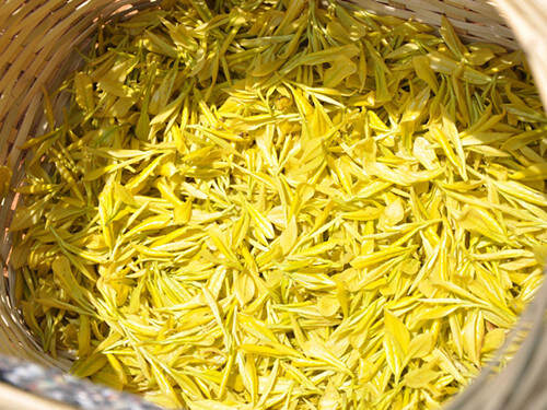 【茶功效】黄金芽茶的功效与作用 喝黄金芽茶的好处
