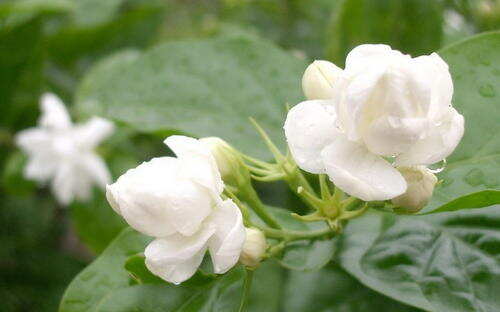 茉莉花茶多少钱一斤 茉莉花的盆栽花卉种类