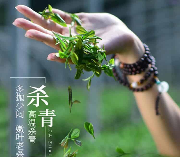 【收藏】婺源茗眉绿茶的制作工艺